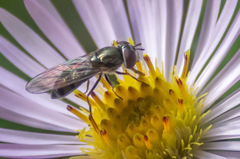 Platycheirus obscurus