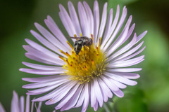 Platycheirus obscurus