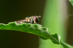 Platycheirus obscurus