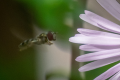 Platycheirus obscurus
