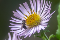 Platycheirus obscurus