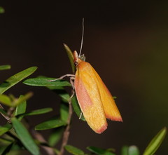 Wingia hesperidella