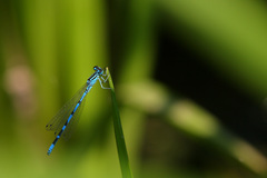 Coenagrion ornatum