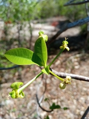 Euphorbia aprica image