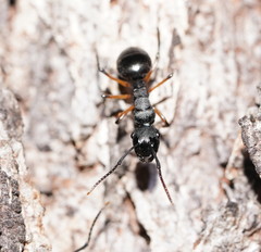Polyrhachis femorata