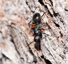 Polyrhachis femorata