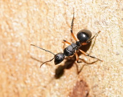 Polyrhachis femorata