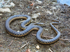 Western Aquatic Garter Snake photo 2