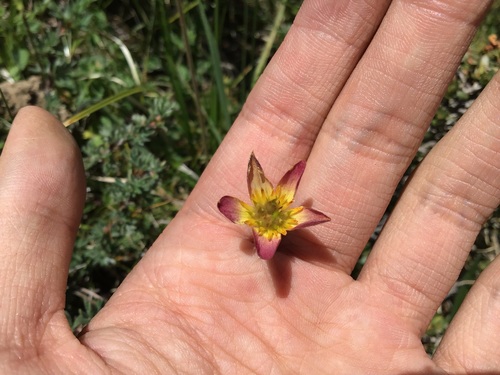 Anemonastrum coelestinum
