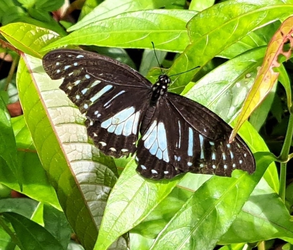 Graphium thule (Graphium thule)