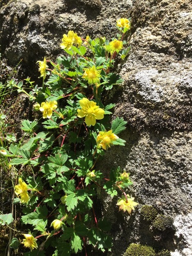 Himalayan Cinquefoil (Potentilla eriocarpa)