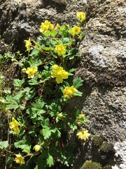 Potentilla eriocarpa