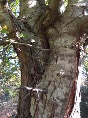 Crataegus marshallii