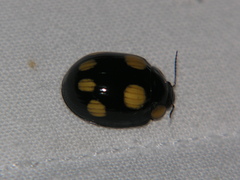 Paropsisterna sexpustulata