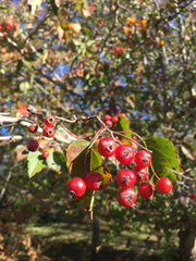 Crataegus marshallii