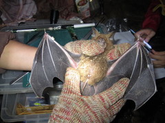 Hipposideros armiger terasensis