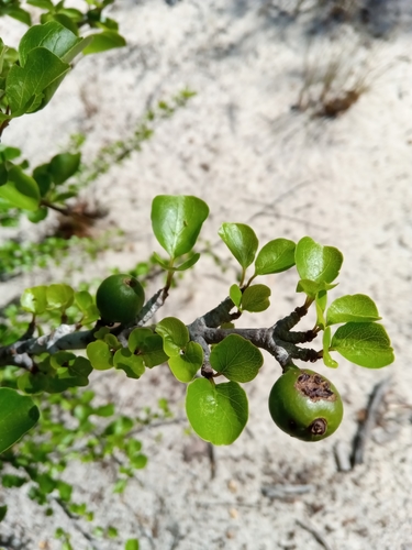 Hyperacanthus sofikomba