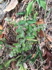 Thyrocarpus sampsonii