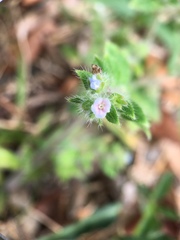 Thyrocarpus sampsonii