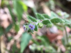 Thyrocarpus sampsonii