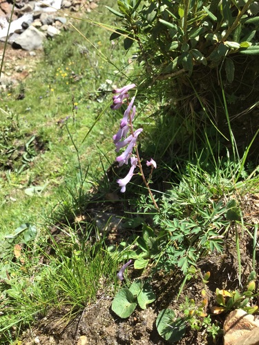 Corydalis kingii