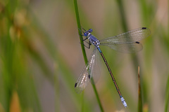 Lestes macrostigma