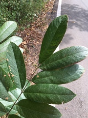 Millettieae