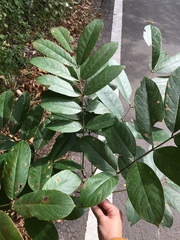 Millettieae