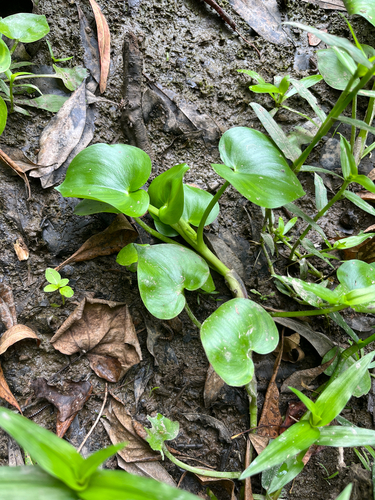 Atlantic Mud Plantain (Heteranthera pauciflora)