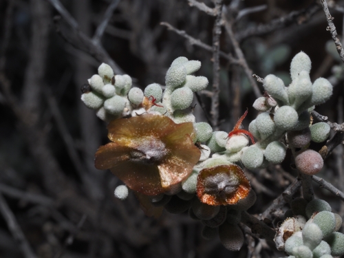 Low Bluebush (Maireana astrotricha)