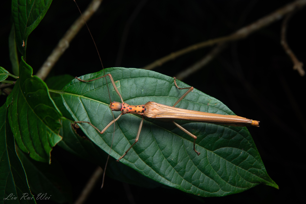 Trachythorax sexpunctatus