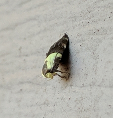 Rectiostoma xanthobasis