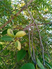 Xylopia