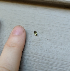 Rectiostoma xanthobasis