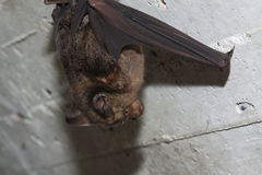 Hipposideros armiger terasensis