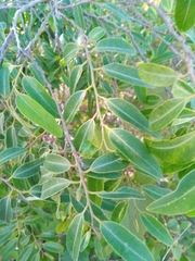 Xylopia