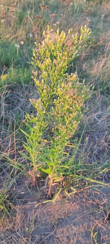 horseweed