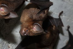 Hipposideros armiger terasensis