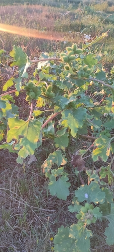 common cocklebur