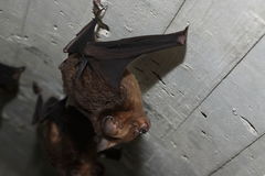 Hipposideros armiger terasensis