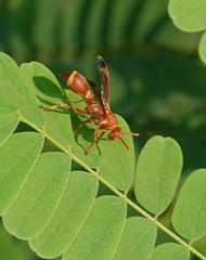 Ropalidia marginata marginata