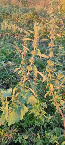 False Motherwort