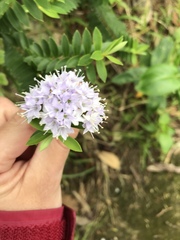 Veronica diosmifolia
