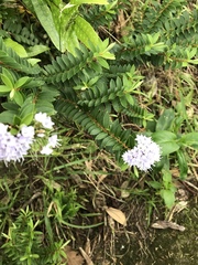 Veronica diosmifolia