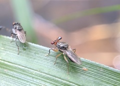 Sphyracephala hearseiana