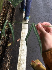 Gardneria multiflora