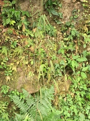 Gardneria multiflora