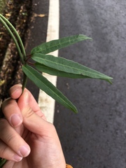 Gardneria multiflora