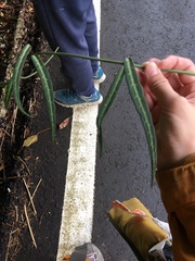 Gardneria multiflora