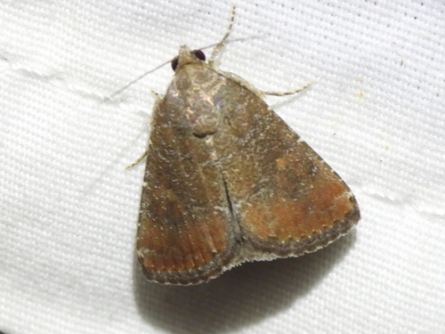 Eight-spot Moth photo 4